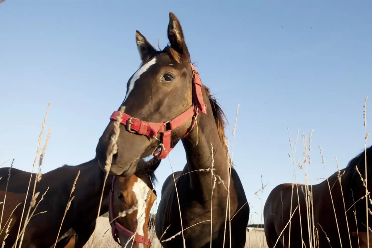 Se confirmaron dos nuevos casos en Entre Ríos en pacientes atendidos en diciembre