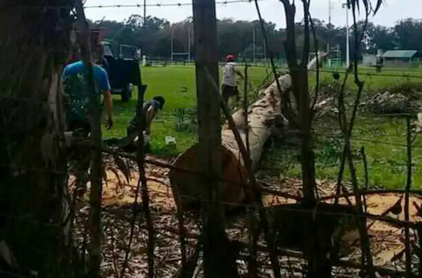 Vecinos de Las Dalias se manifestaron en contra de la tala de 29 árboles de 100 años