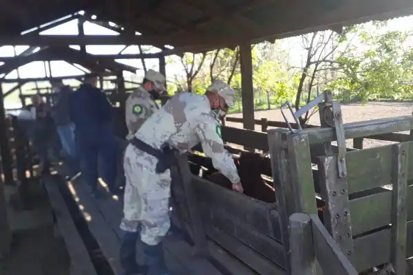 Robaron vacunos y los ocultaron en un feedlot en Gualeguay