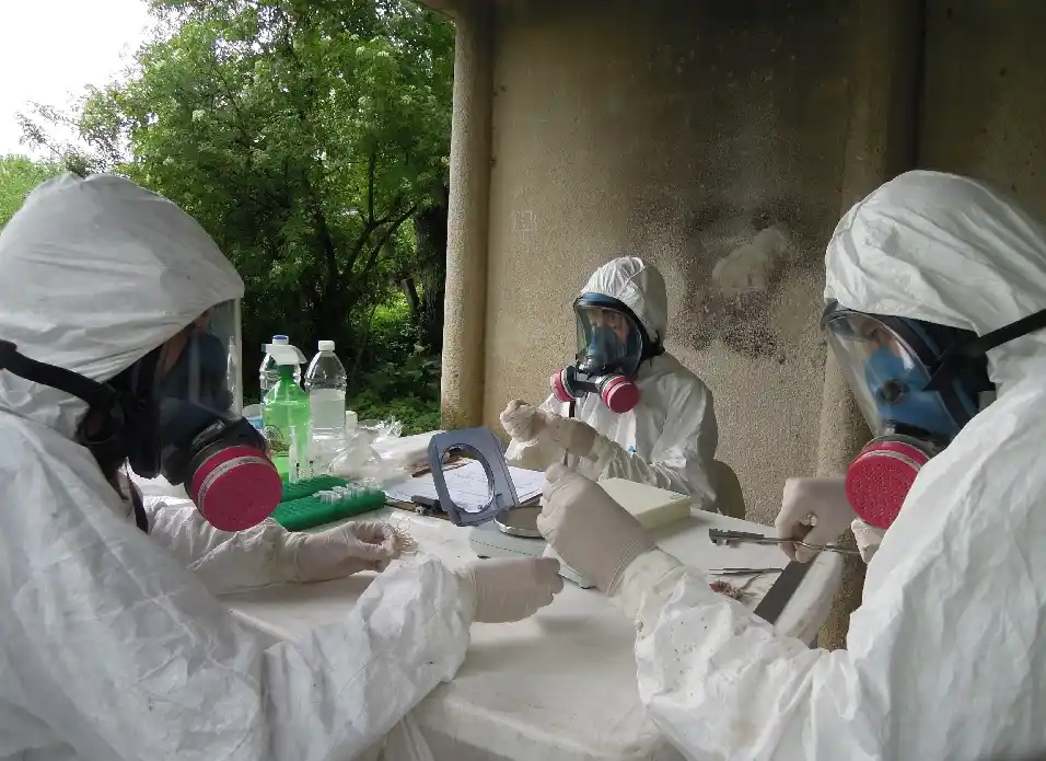 Descubren nuevas vías de propagación del hantavirus