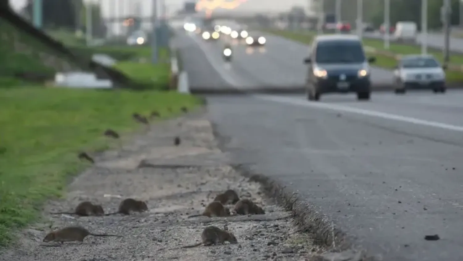 Denuncian una invasión de ratas en una ciudad entrerriana