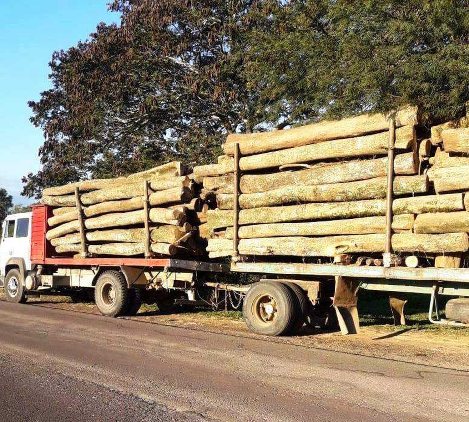 La UEAR secuestró rollizos de lapacho