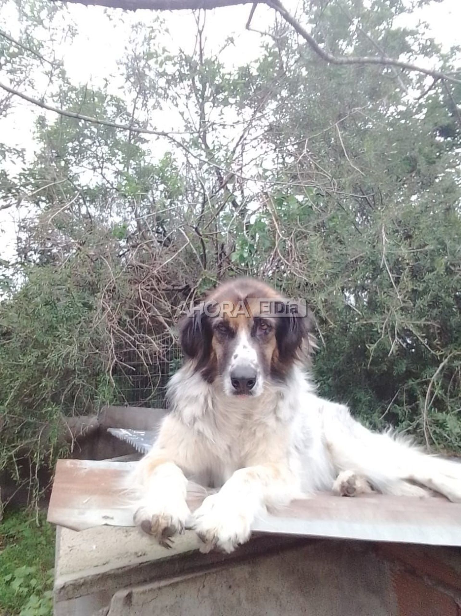 El refugio Patitas necesita transito para algunos perros por la inundación