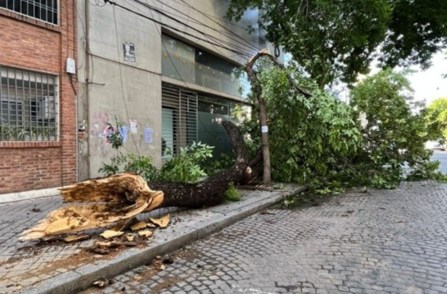 Árboles caídos tras las tormentas del viernes y continúa la alerta amarilla