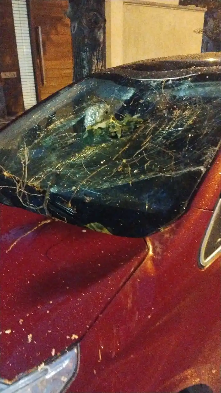 Árbol caído sobre auto