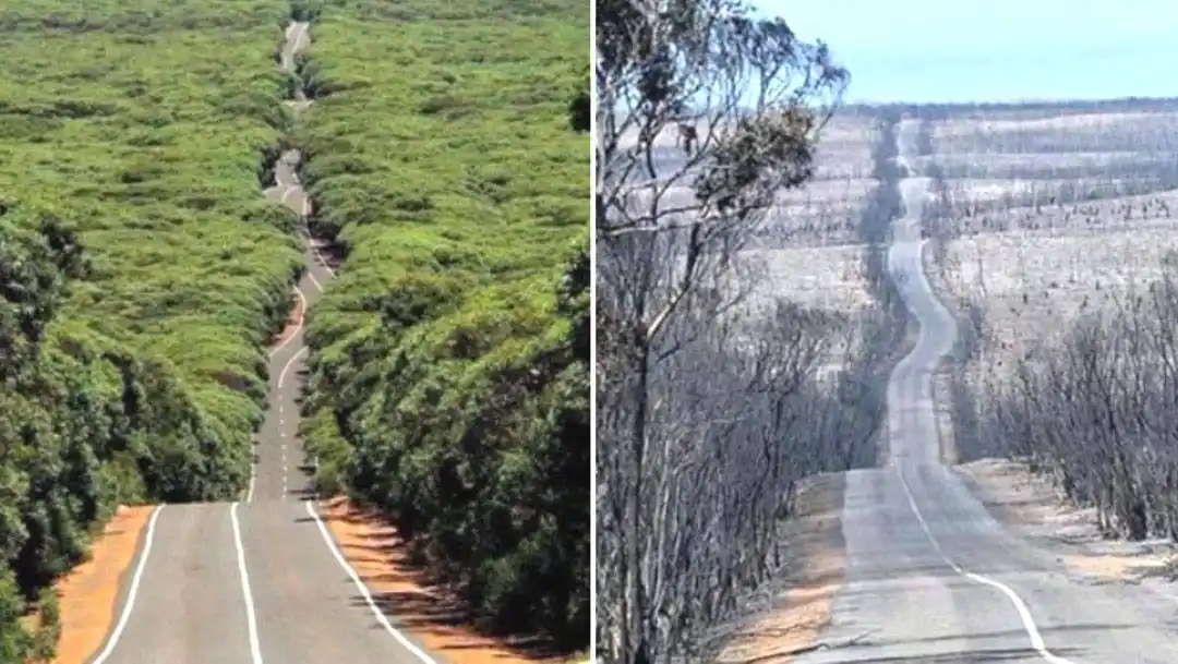   Un tercio de la Isla Canguro, un paraíso para la vida silvestre, se ha quemado en los incendios forestales de Australia