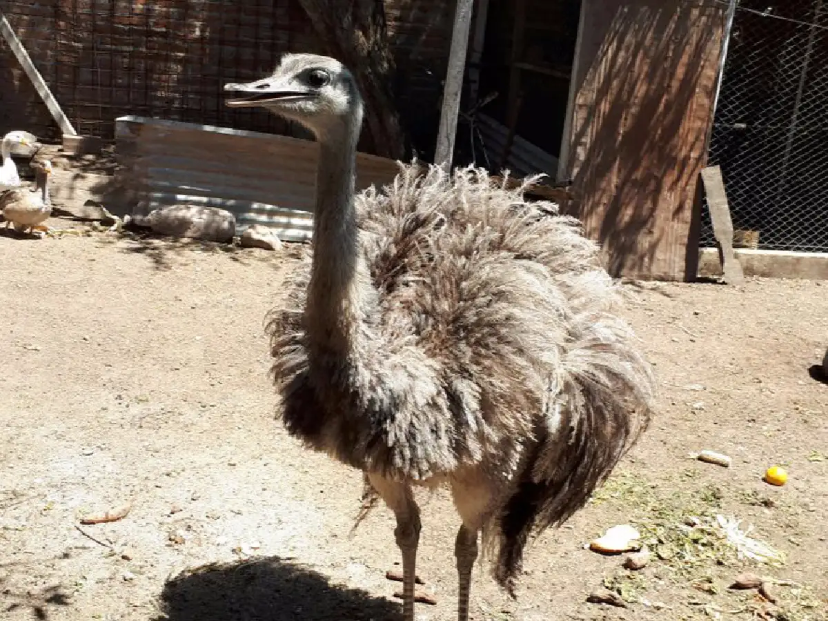 Rescatan a animales silvestres en cautiverio