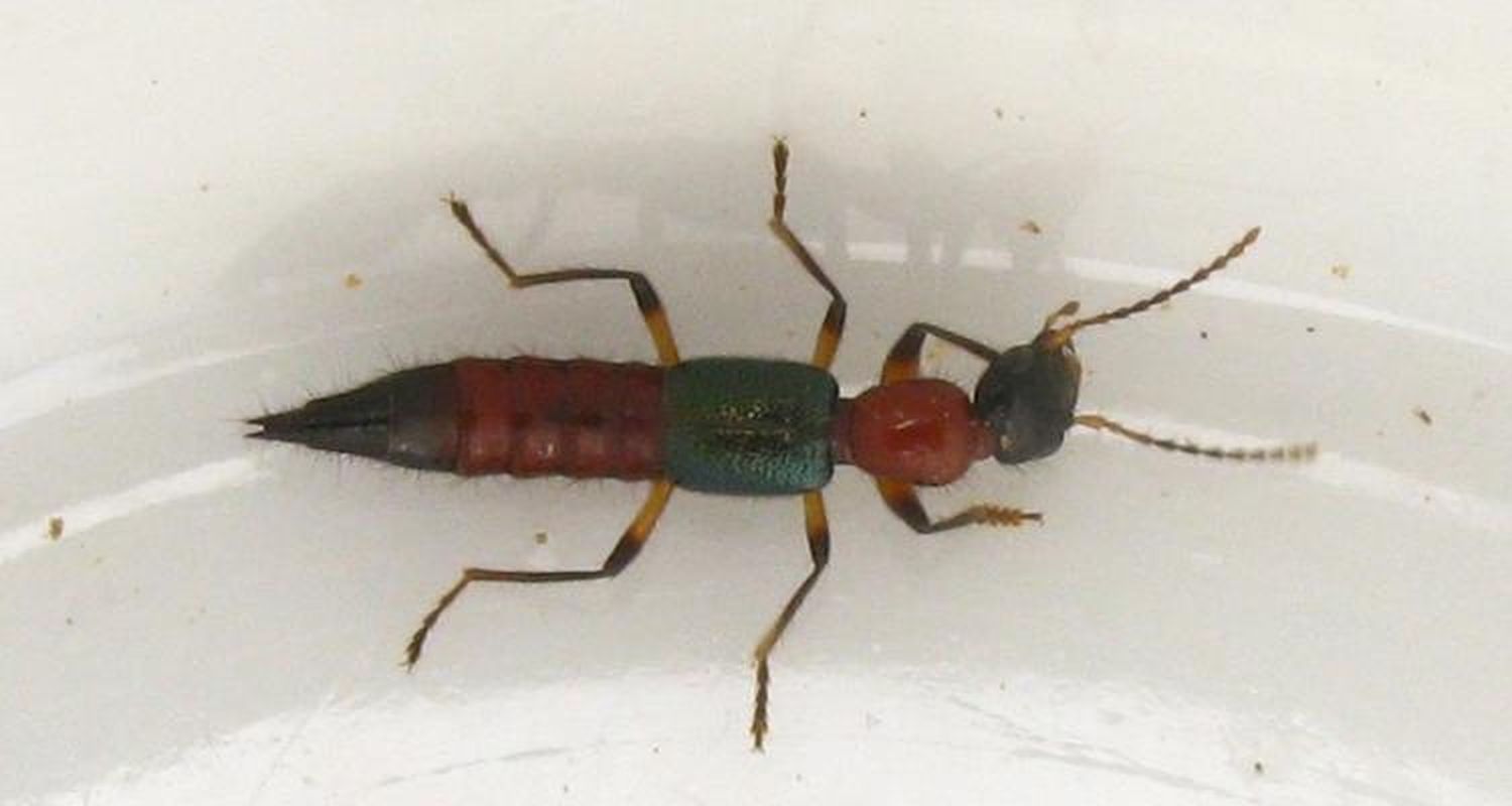 Paederus: Cómo aparecieron grandes cantidades de estos insectos en San Pedro