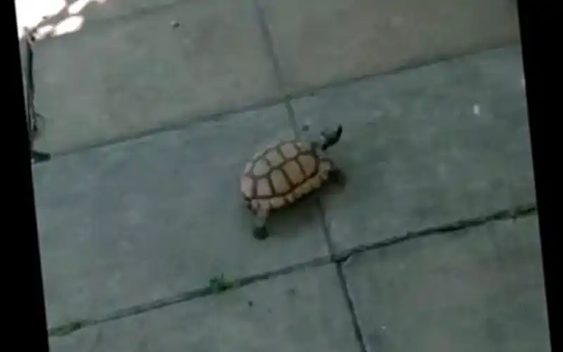 Buscan tortuga perdida en Thorne y 3 de Febrero