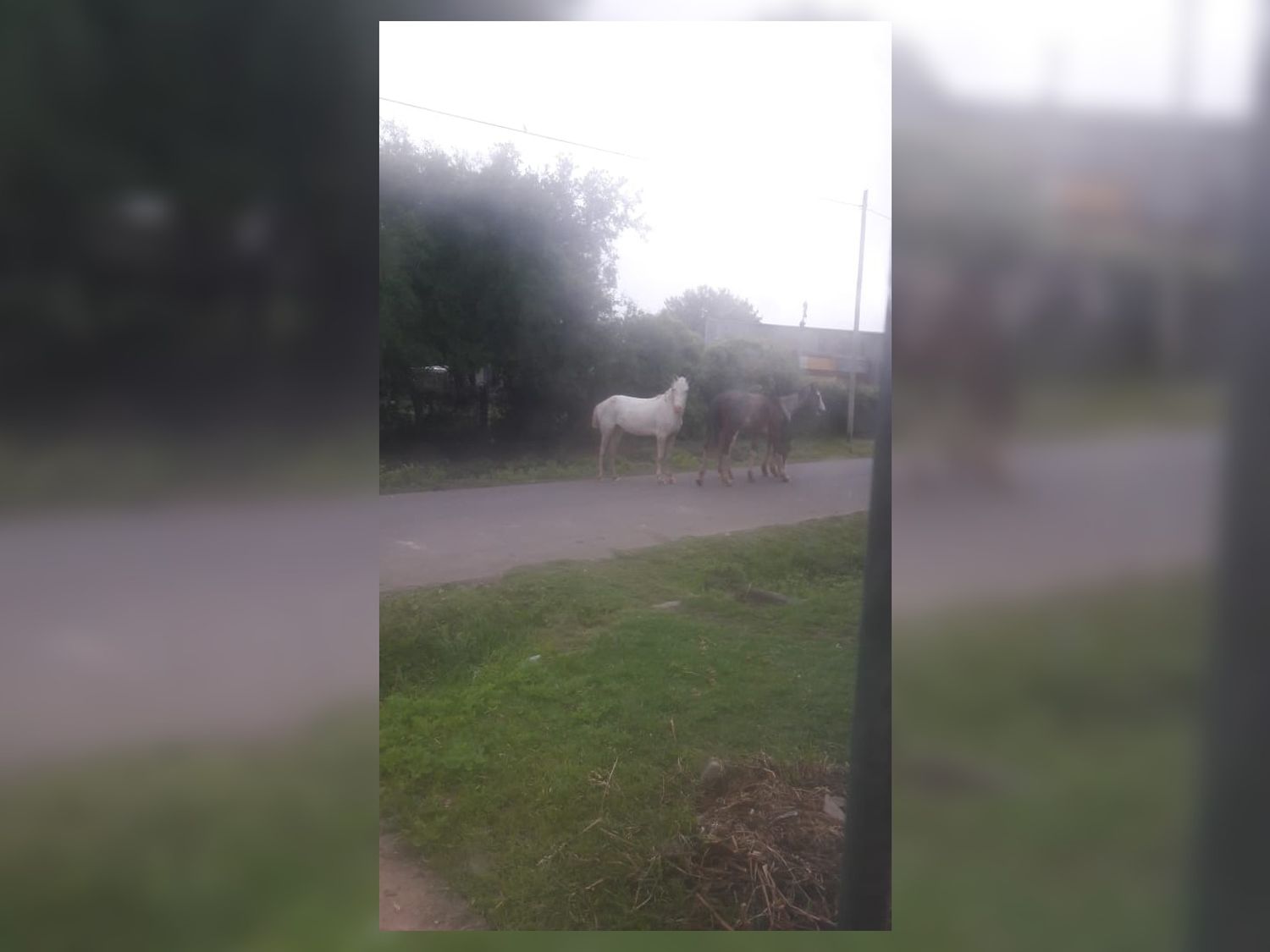 Davila y Javier Rivero: Caballos sueltos