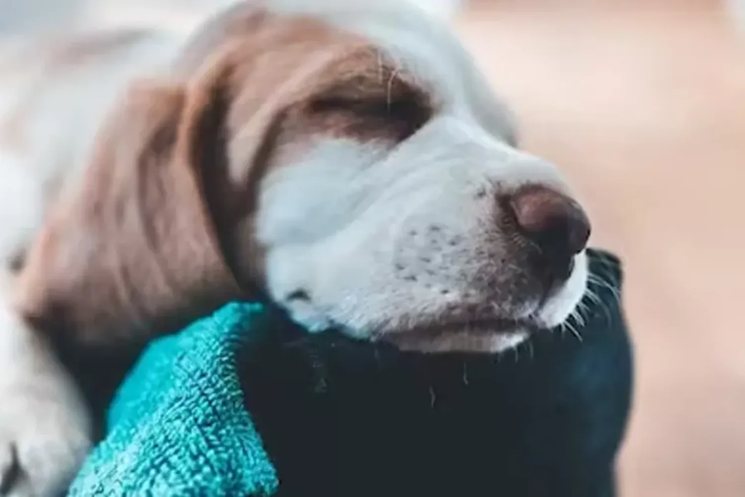 Por este motivo no debes despertar a tu mascota cuando tiene una pesadilla