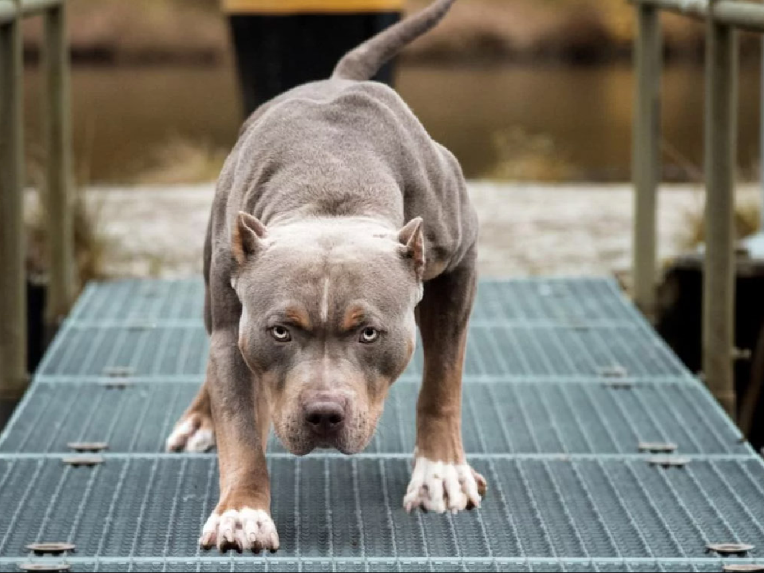 Una beba de 7 meses está grave por el ataque de un pitbull