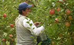 Productores denuncian que perciben menos de lo pagado en góndola