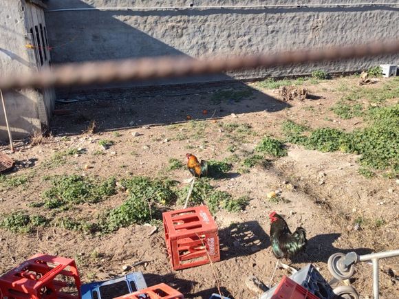 Bahía Blanca: Acusan a supermercadista chino de torturar gallinas