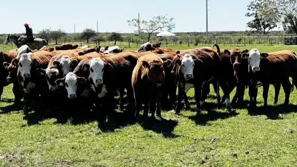 Miden que la ganadería invertirá más de 20.000 millones de dólares