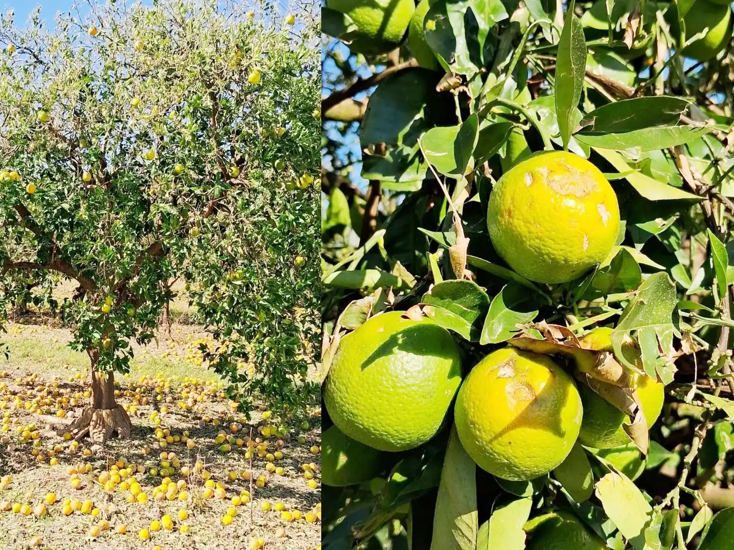 La Provincia trabaja para asistir a productores afectados por el granizo