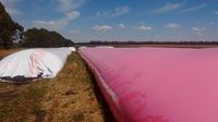 Silo bolsa rosa, el proyecto solidario que crece día a día en el país