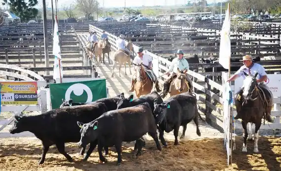 Informe FARER: Por primera vez en el año, el promedio mensual de la hacienda en pie arrojó un índice negativo
