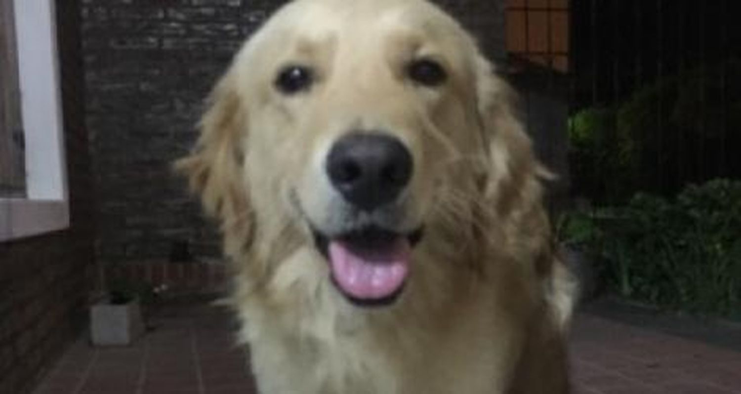 Encontró un perro y quiere devolverlo