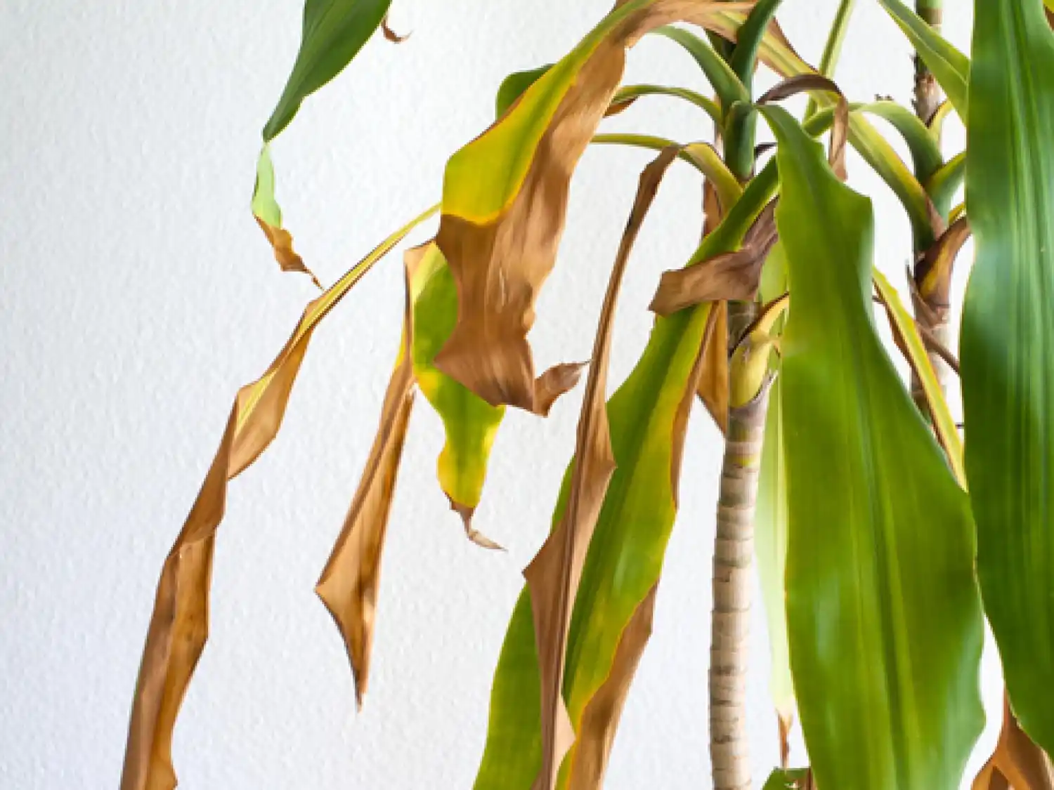 ¿Por qué se secan las puntas de las hojas de las plantas y cómo prevenirlo?