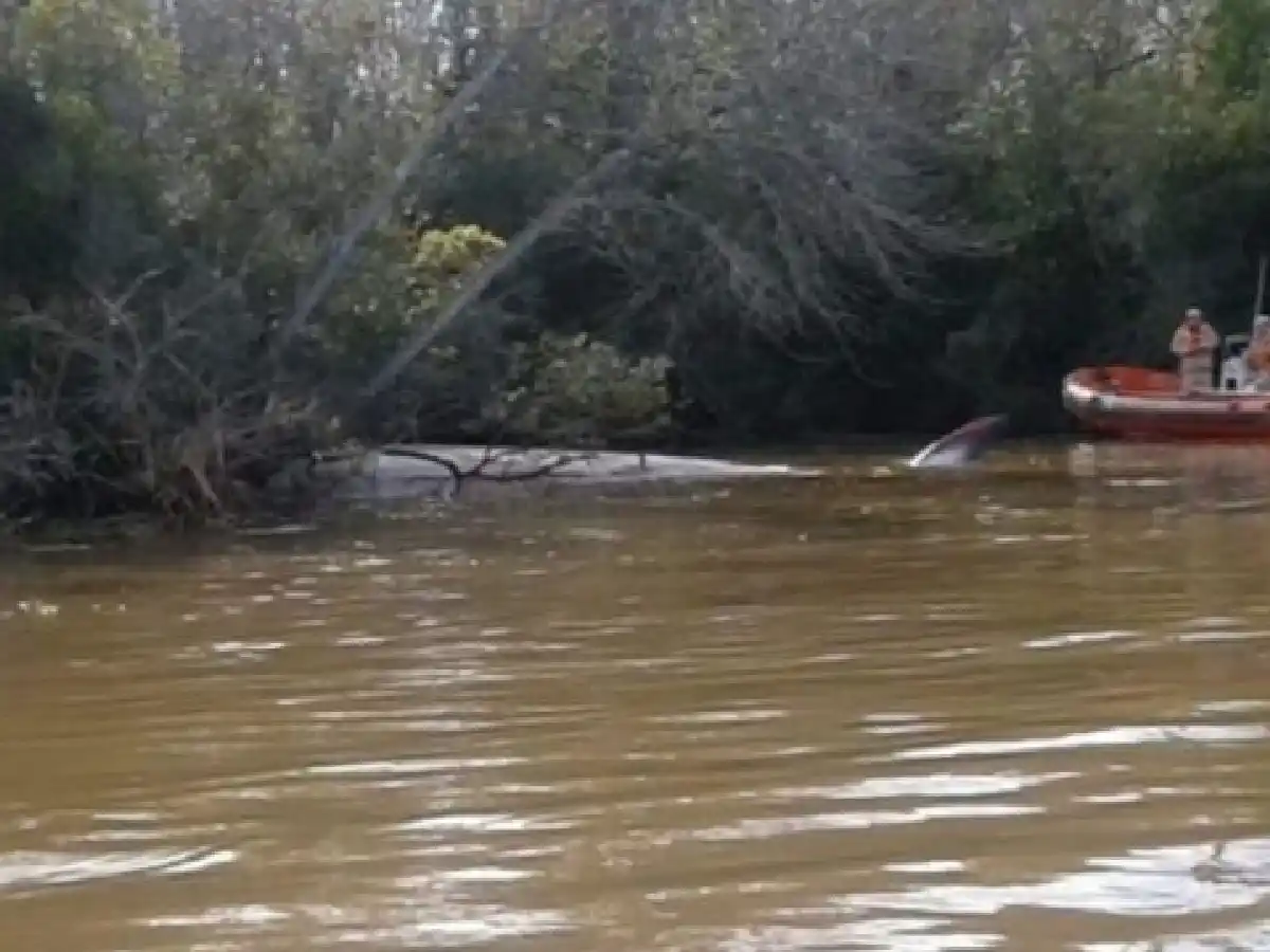 Hallan muerta a una ballena en aguas del río Paraná