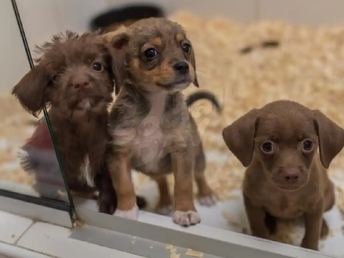 Prohíben la exhibición de mascotas para su venta en vidrieras en Mar del Plata