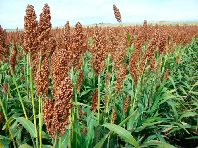 La carga impositiva recorta la rentabilidad de los cultivos