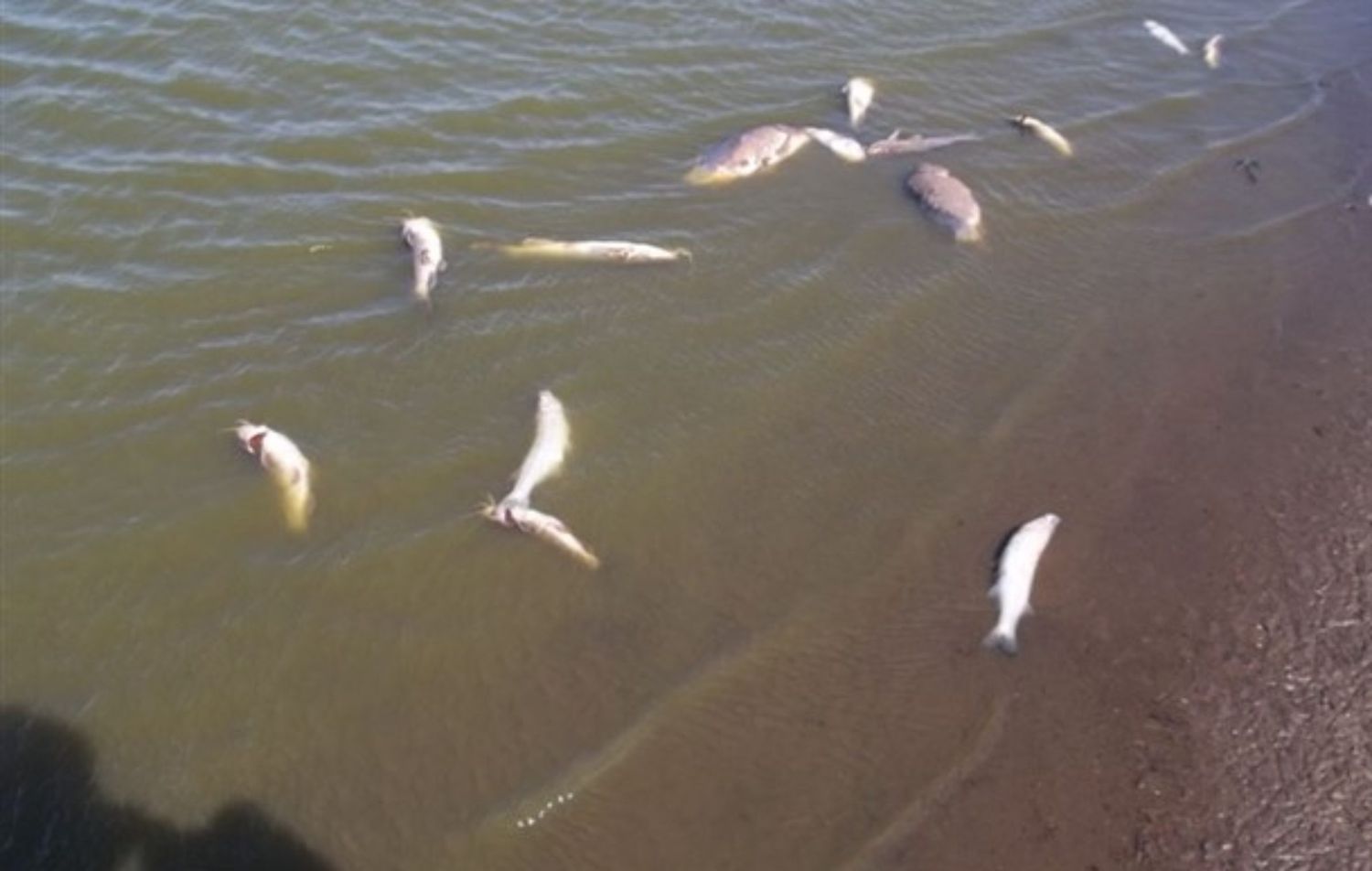 Misterio en laguna La Salada: Aparecieron animales muertos y piden no pescar ni bañarse  