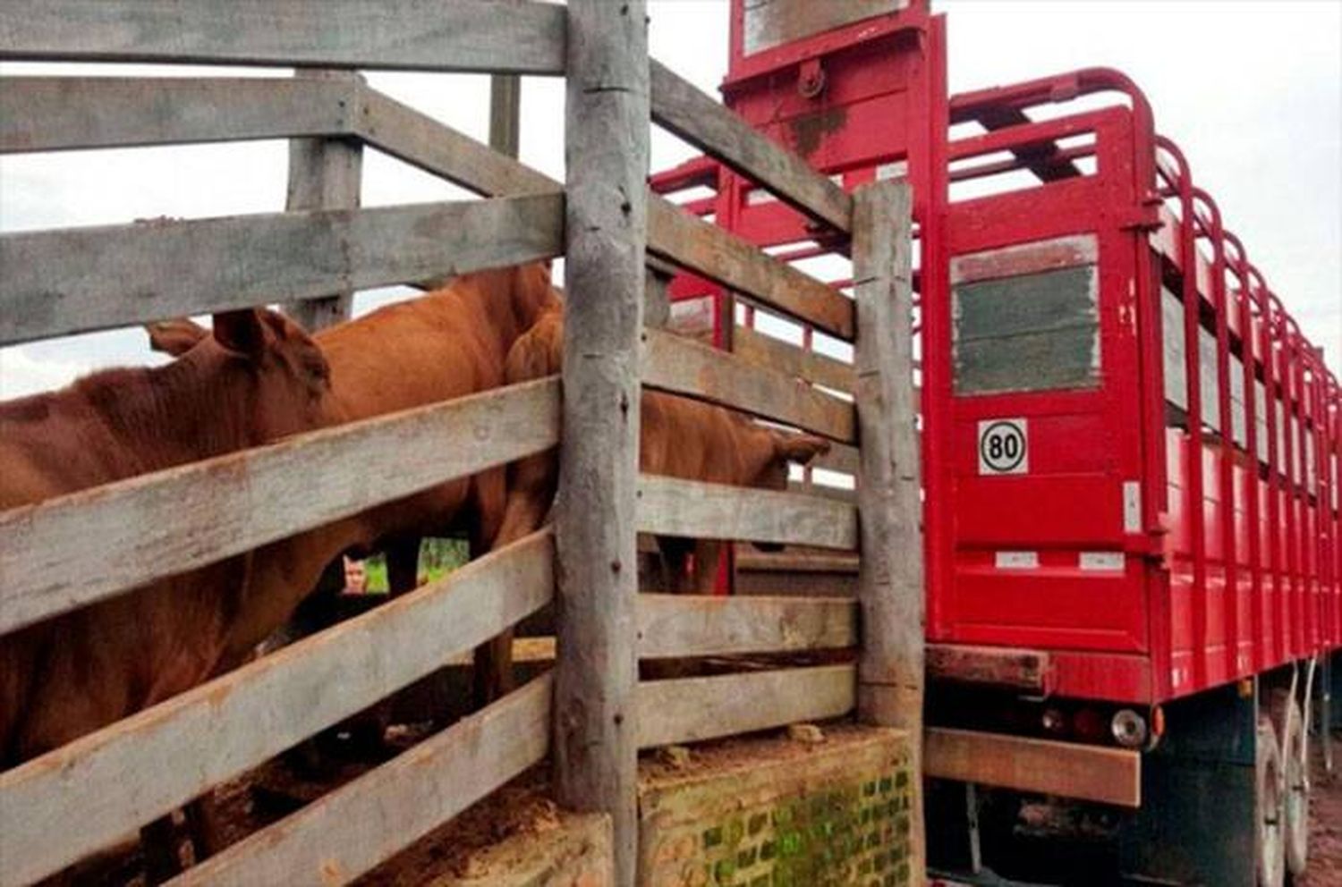 Hombre murió tras ser aplastado contra un manga de embarque de ganado