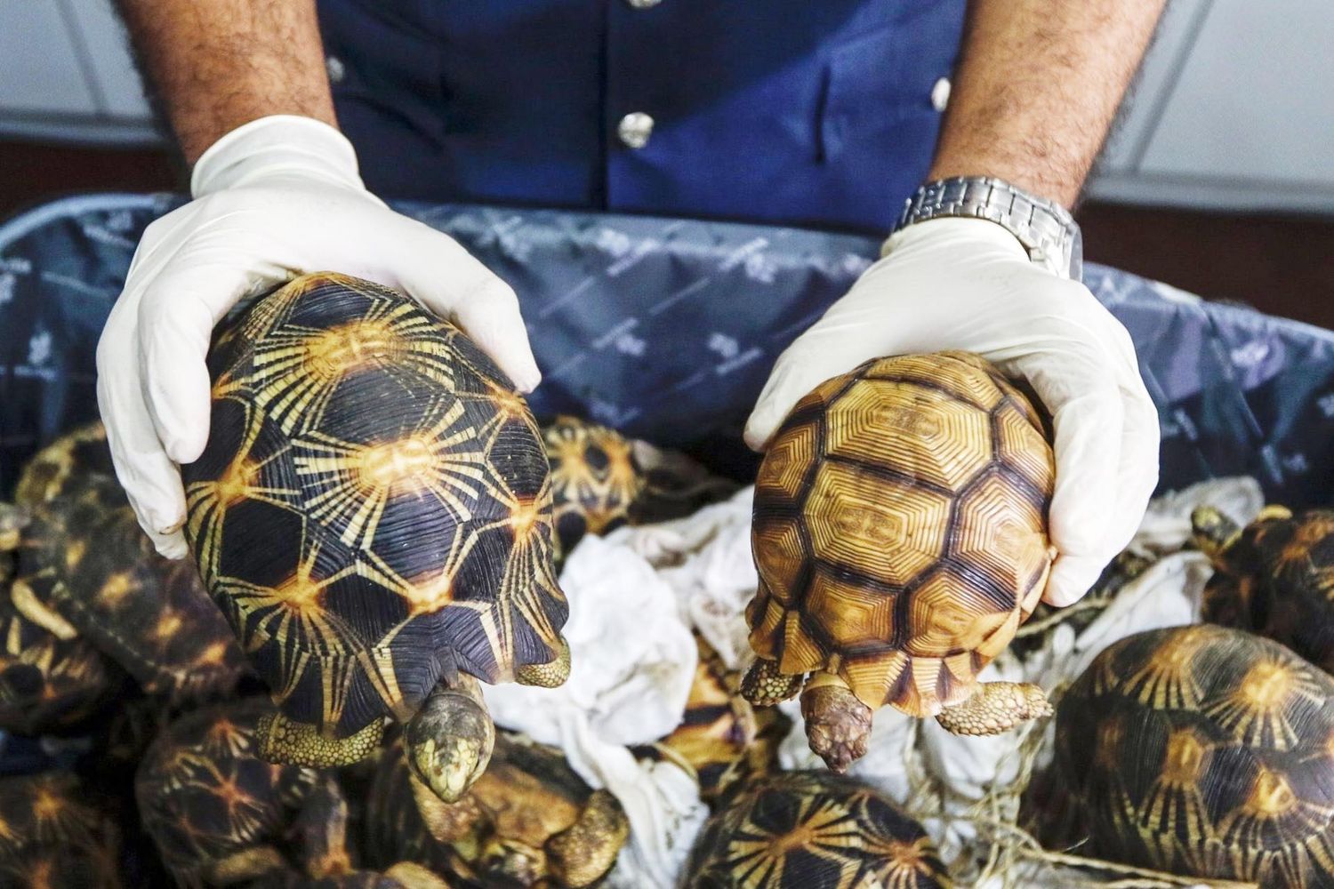 Intentaron cruzar de Concordia a Salto con fauna silvestre escondida en su auto