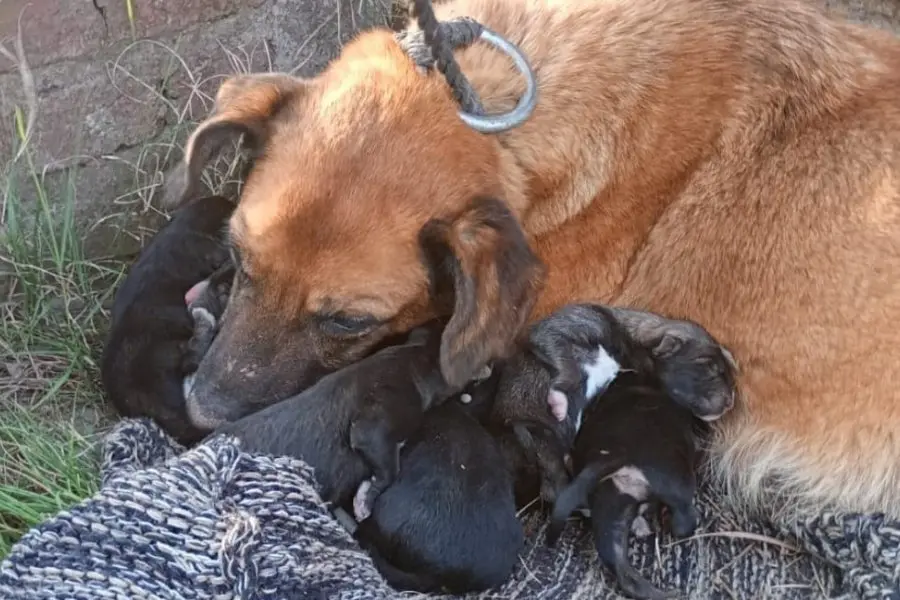 Ocho cachorros y su mamá fueron salvados de una alcantarilla 