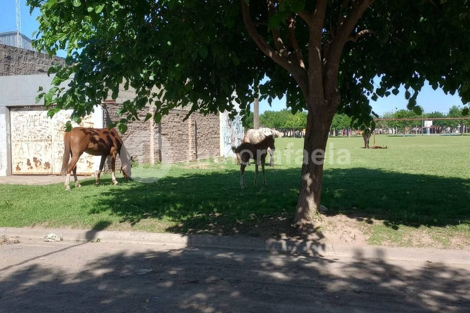 Siguen los caballos sueltos en barrio Mora y hay mucha preocupación de los vecinos