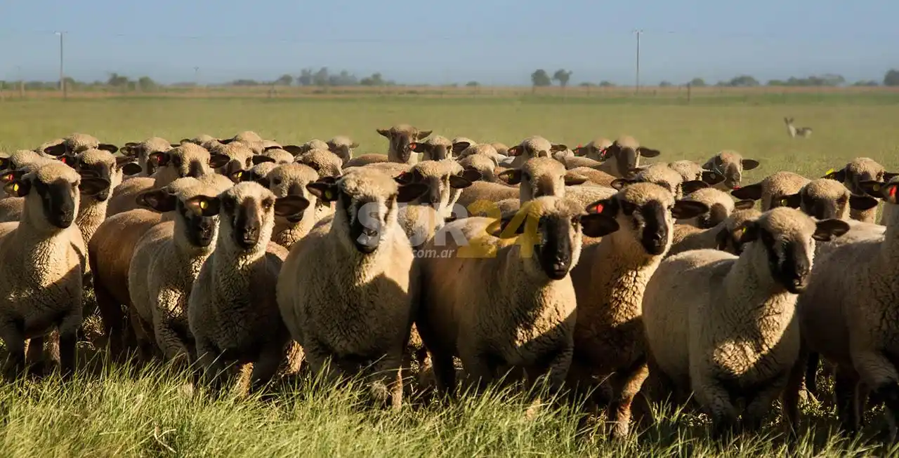 Todo listo para la 8° Exposición Nacional de Ovinos Hampshire Down