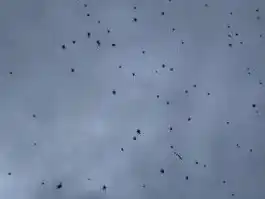 Grabaron en video una insólita “lluvia de arañas” que se viralizó en las redes sociales
