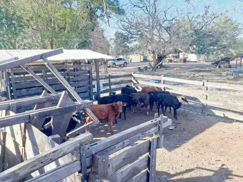 La Policía recuperó 11 animales vacunos tras un allanamiento