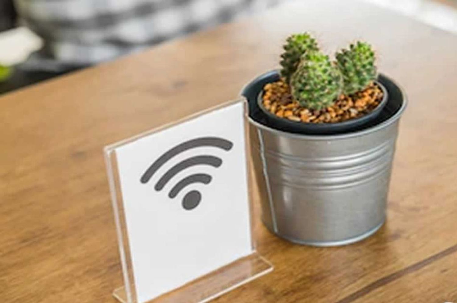 Descubren que los cactus pueden servir como antenas de wifi de banda ancha