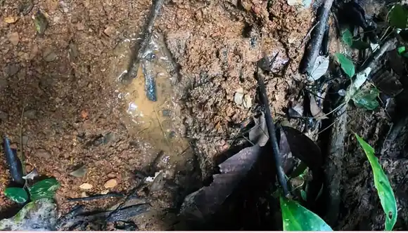 “Los tiene un duende”: Lo que dice un pariente sobre los niños desaparecidos en Colombia