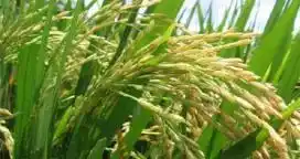Se confirmó la resistencia al glifosato y a las ALS del capín arroz
