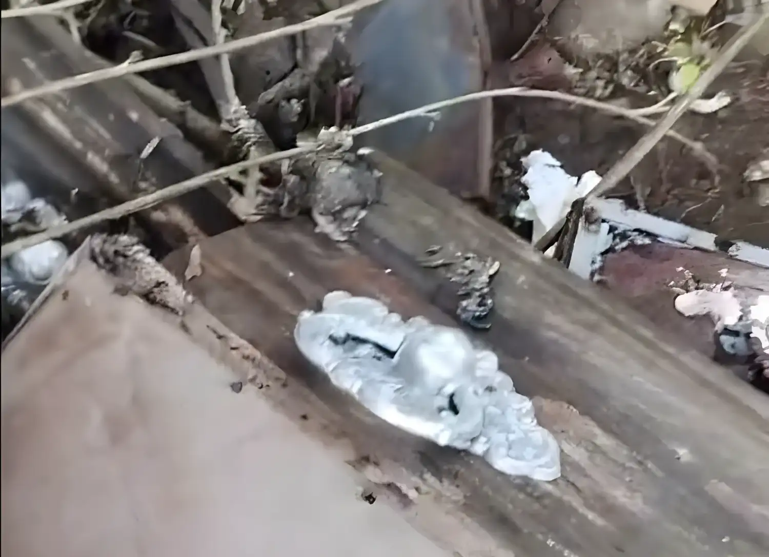 Hallaron restos humanos afuera del Cementerio y el Municipio denunció reducciones clandestinas