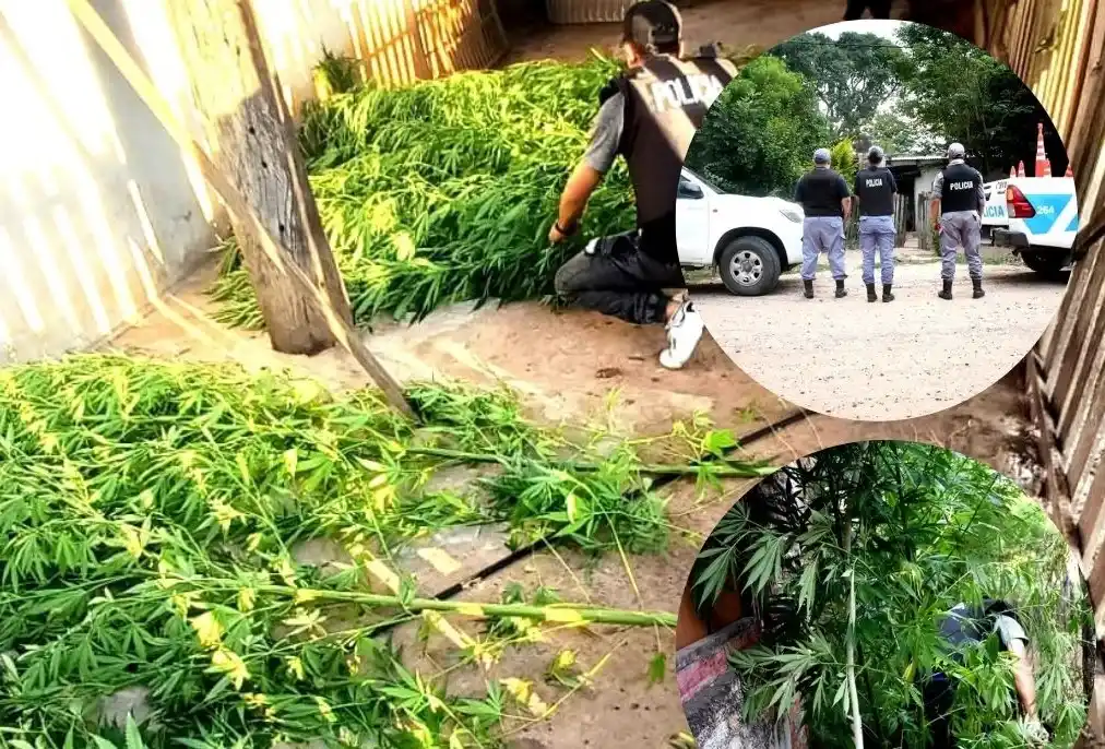 Tras allanamientos, secuestraron plantines de marihuana en Palo Santo