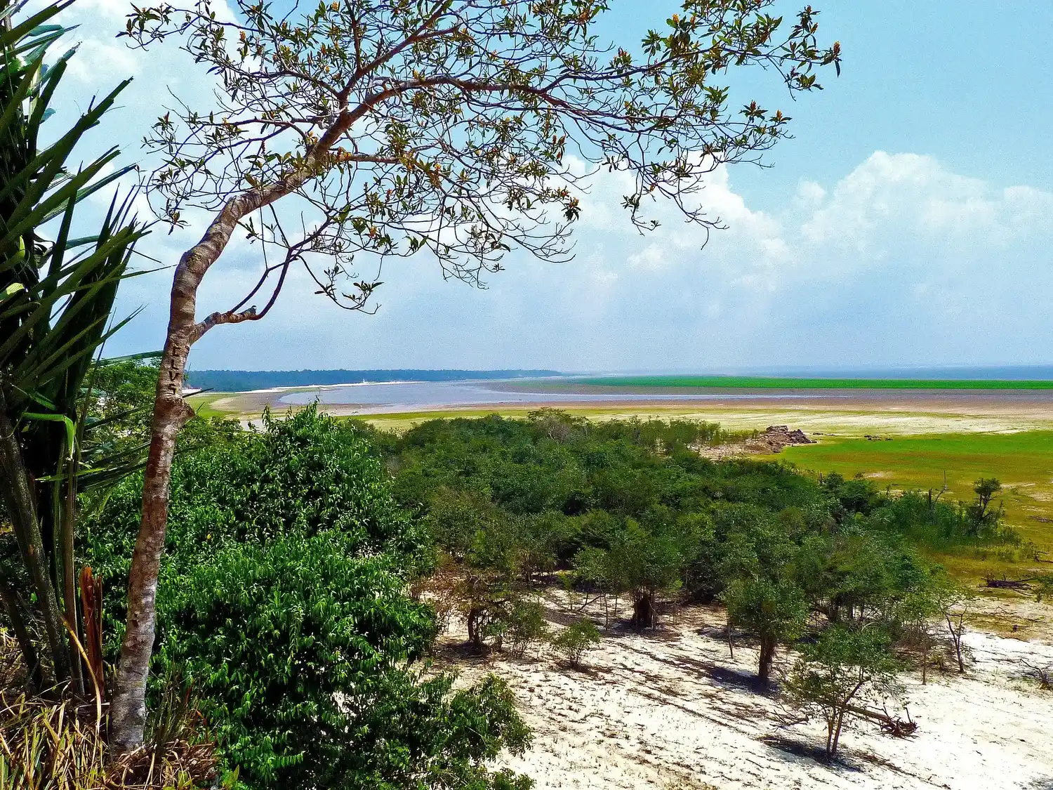 Estudio advierte que dos tercios de la Amazonía podrían convertirse en sabana