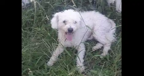 Perrito con collar encontrado