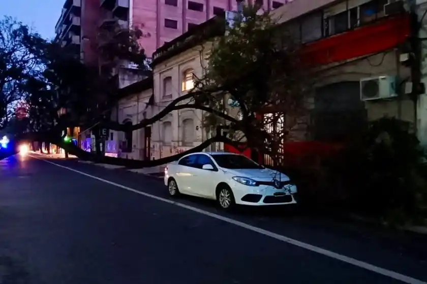 Cayó un árbol sobre un auto en San Lorenzo e Italia.
