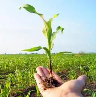 Efeméride: hoy se celebra el Día del Agricultor