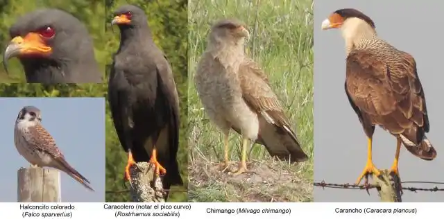 Rapaces en el techo, de caranchos y chimangos