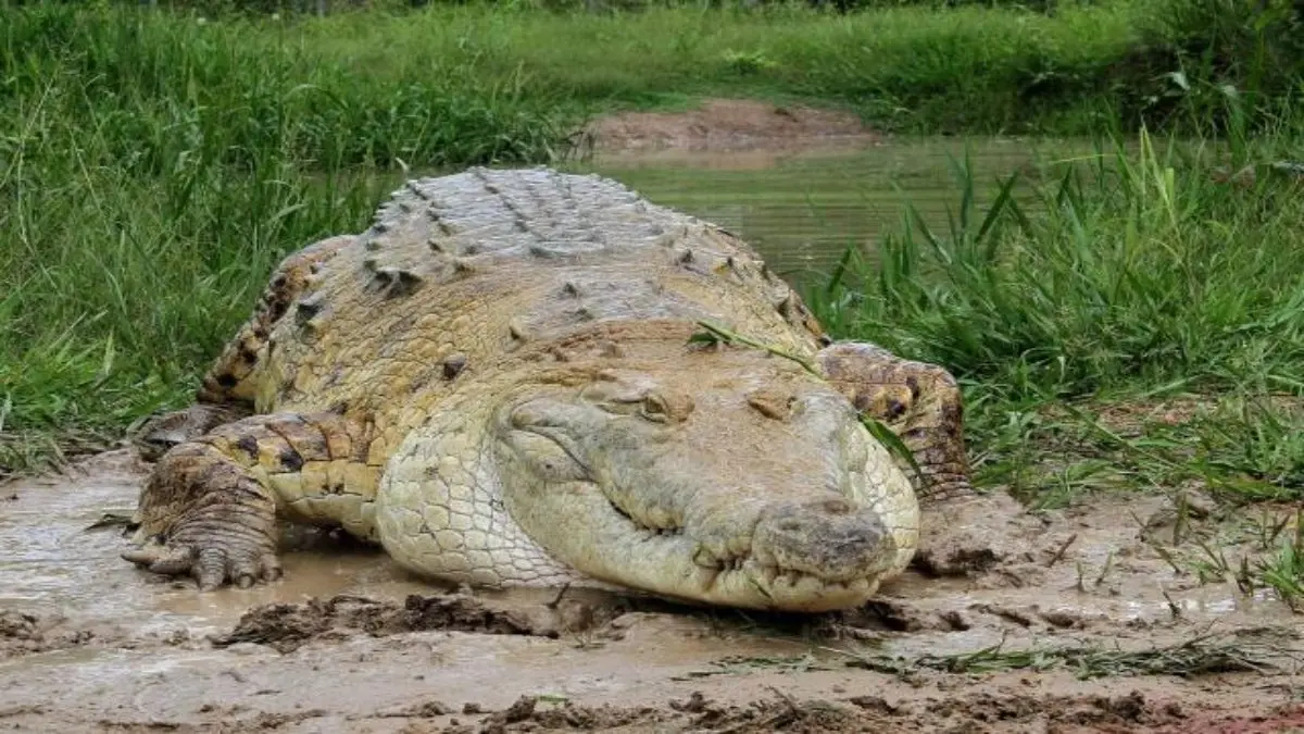 SE METIÓ EN UNA LAGUNA A NADAR EN MÉXICO y un cocodrilo lo atacó y luego lo llevó flotando hasta una alcantarilla (+ Video)