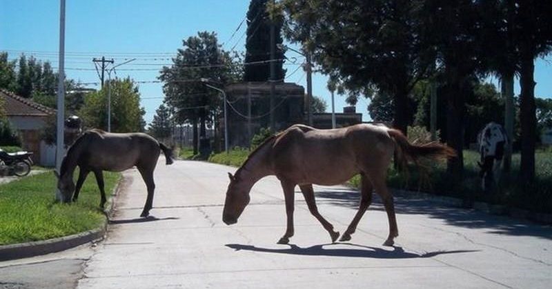 Dieron de alta al niño que fue golpeado por un caballo