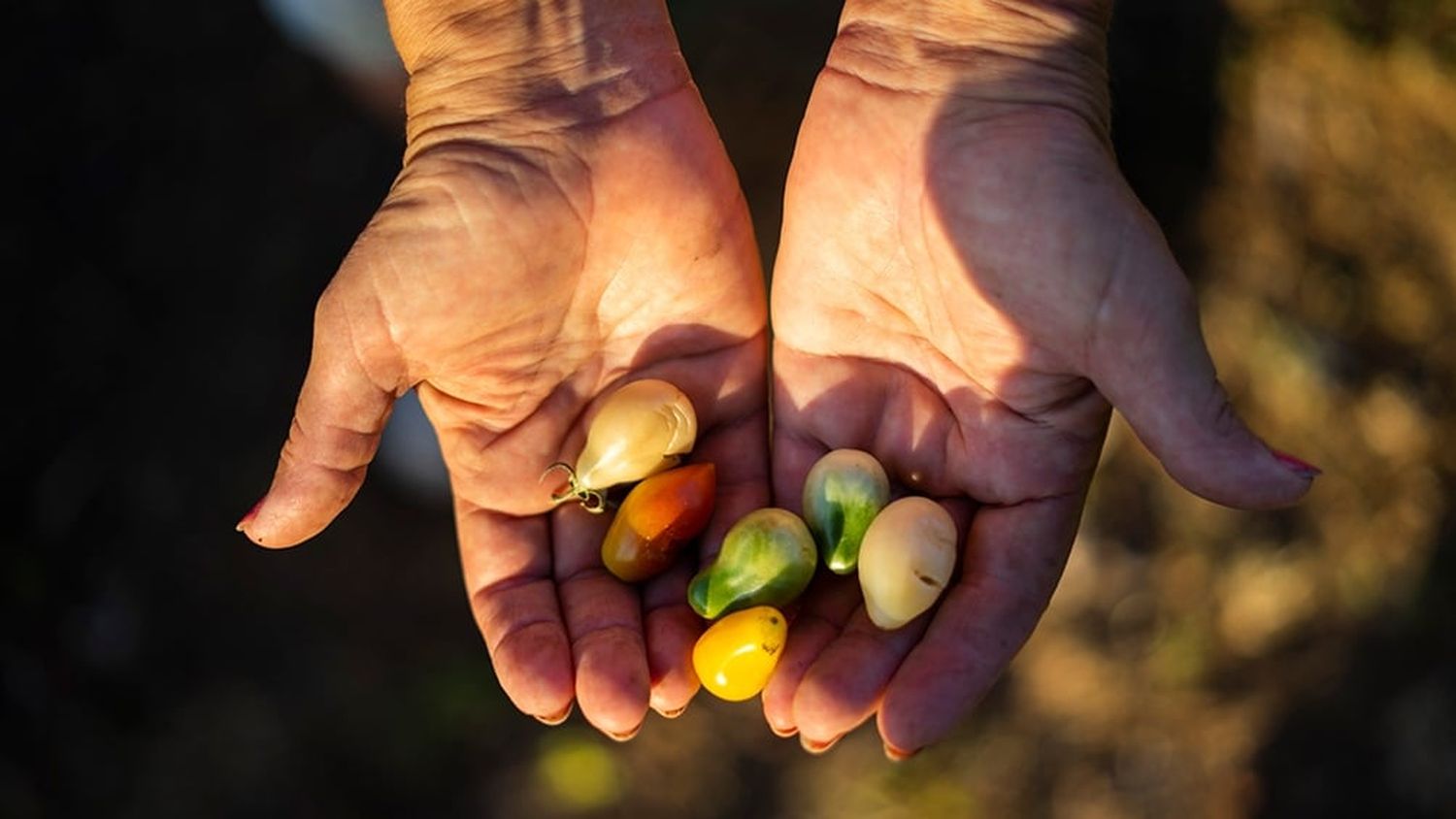 Alimentos agricultura regenerativa