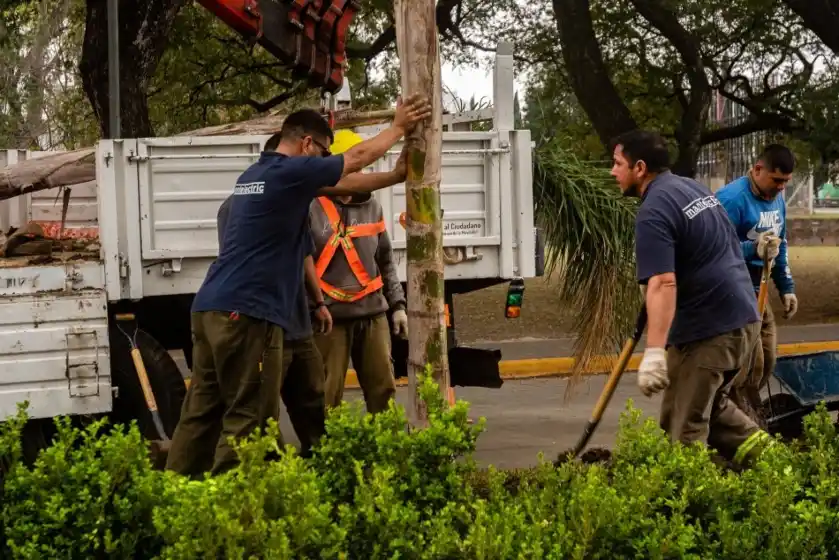 Por el retiro de palmeras de bulevar Oroño, habrá cortes parciales de calle este sábado