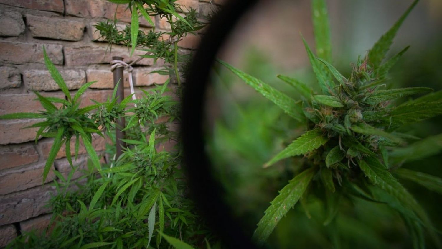 En marzo, se abrió el Registro del Programa Cannabis (Reprocann), pero todavía no brinda una solución a los cultivadores 